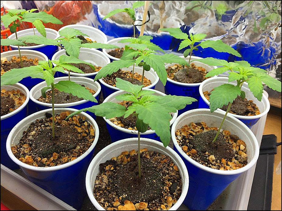 Our Acapulco Gold clones are finally here! | Maine Seedlings & Clones