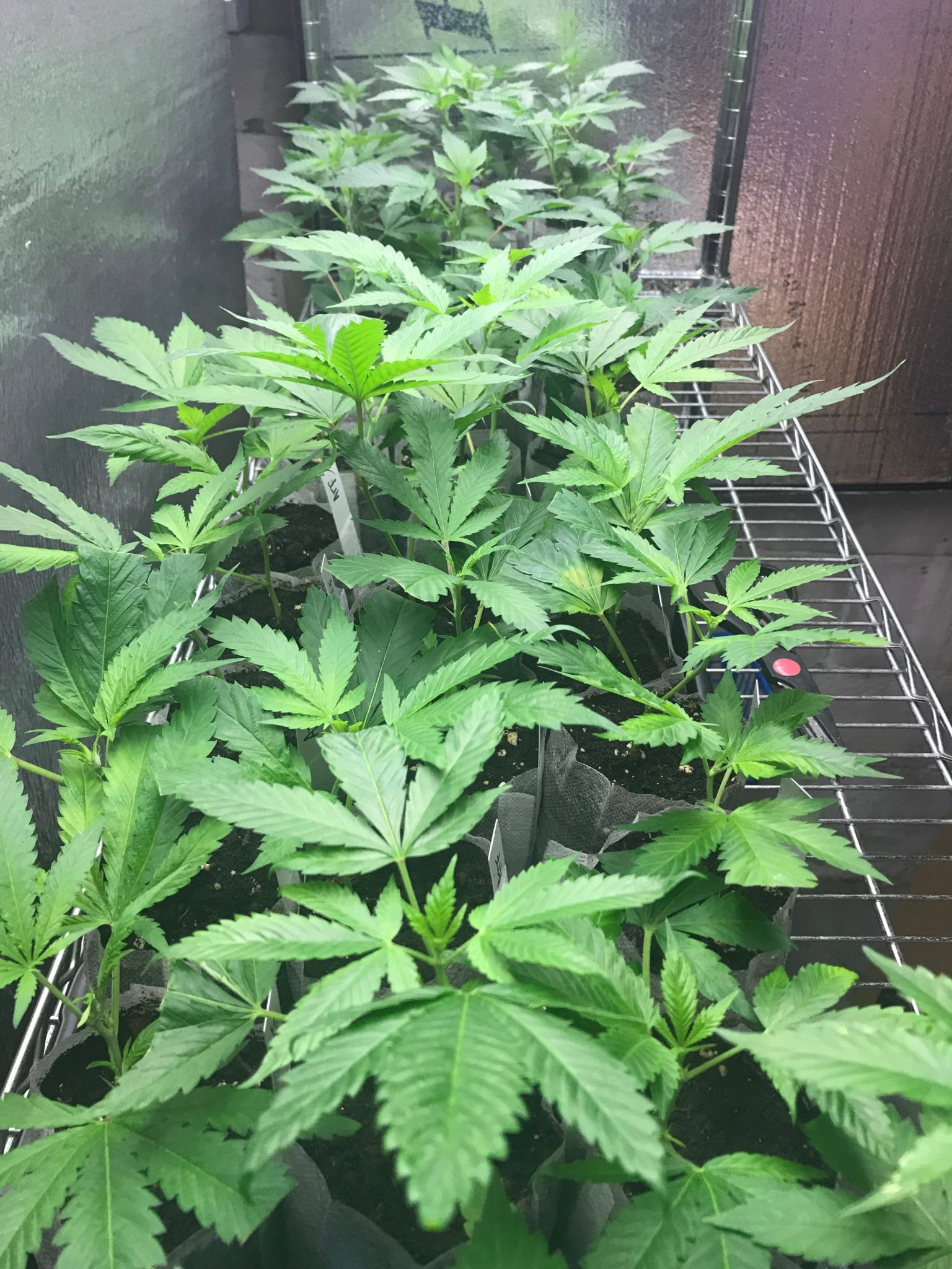 Our “regular” & “teen” clones as of 2/28… Maine Seedlings & Clones